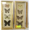 Image 1 : PAIR DRY MOUNT BUTTERFLY SETS *FRAMES NEED TLC*