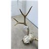 Image 2 : ANTLERS ON SKULL