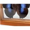 Image 8 : Three Frames of Butterfly Specimens