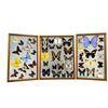 Image 2 : Three Frames of Butterfly Specimens