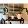 3 House Plants Living Look Healthy