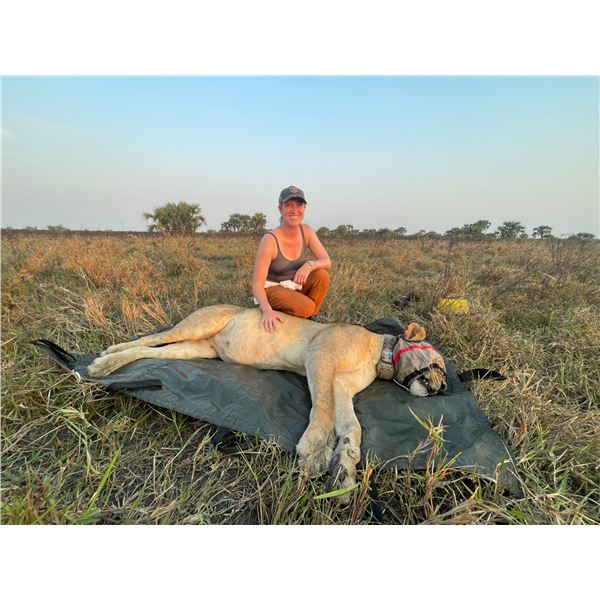 Zambeze Delta Safaris lion and cheetah collaring package