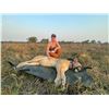 Image 1 : Zambeze Delta Safaris lion and cheetah collaring package