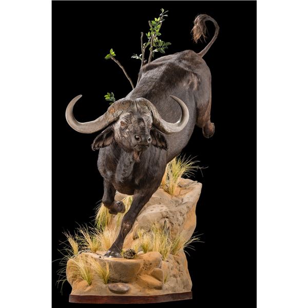 A full body mount Cape Buffalo by Life Form Taxidermy - the perfect way to capture the majesty and p