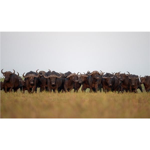 Zambeze Delta Safaris has donated an epic 10 day Buffalo hunt in the famous Coutada 11 for 1 hunter