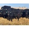 Image 1 : Rolling N Ranches - 60 Heifers