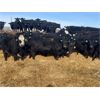 Image 2 : Rolling N Ranches - 60 Heifers