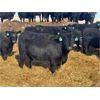 Image 4 : Rolling N Ranches - 60 Heifers