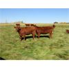 Image 4 : Henrickson Ranching - 17 Red Heifers (Pen 415 - 419)