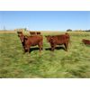 Image 5 : Henrickson Ranching - 17 Red Heifers (Pen 415 - 419)