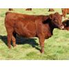 Image 2 : Henrickson Ranching - 5 RBF Heifers (Pen 405)