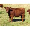Image 3 : Henrickson Ranching - 5 RBF Heifers (Pen 405)