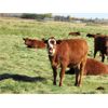 Image 4 : Henrickson Ranching - 5 RBF Heifers (Pen 405)