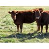 Image 6 : Henrickson Ranching - 5 RBF Heifers (Pen 405)