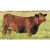 Image 2 : Rainalta Cattle - 7 RBF Heifers (Pen 625 - 627)