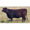 Image 5 : Rainalta Cattle - 7 RBF Heifers (Pen 625 - 627)