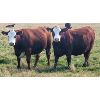 Image 3 : Rainalta Cattle - 11 Red Heifers (Pen 630 - 632)