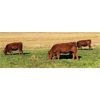 Image 5 : Rainalta Cattle - 1 Red Heifers (Pen 622)