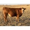 Image 3 : Walton Cattle Co - 5 Red Heifers (Pen 717)