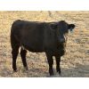 Image 4 : Walton Cattle Co - 5 Red Heifers (Pen 717)