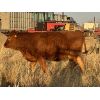 Image 4 : Walton Cattle Co - 4 Tan Heifers (Pen 711)