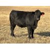 Image 3 : Walton Cattle Co - 3 BMX Heifers (Pen 701)