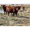 Image 3 : Coyote Tree Ranching - 7 Red Heifers (Pen 605)
