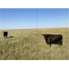 Image 1 : North Butte Land & Cattle (Nevin Torkelson) - 14 Black Cows (Pen 317 - 319)