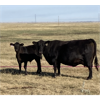 Image 5 : North Butte Land & Cattle (Nevin Torkelson) - 14 Black Cows (Pen 317 - 319)