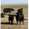 Image 2 : North Butte Land & Cattle (Nevin Torkelson) - 19 Black Cows (Pen 311 - 315)