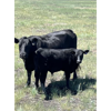 Image 7 : North Butte Land & Cattle (Nevin Torkelson) - 19 Black Cows (Pen 311 - 315)