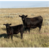 Image 3 : North Butte Land & Cattle (Nevin Torkelson) - 13 Black Cows (Pen 307 - 309)