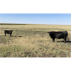 Image 6 : North Butte Land & Cattle (Nevin Torkelson) - 13 Black Cows (Pen 307 - 309)