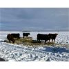 Image 1 : Friesen Farms - 6 Red Cows (Pen 537 - 539)