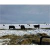 Image 2 : Friesen Farms - 6 Red Cows (Pen 537 - 539)
