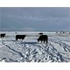 Image 3 : Friesen Farms - 6 Black Cows (Pen 532 - 534)