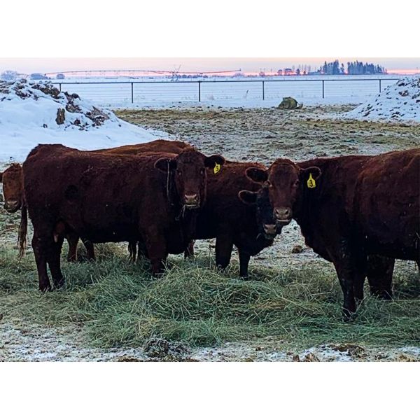 Kasdorff Land & Cattle - 13 Red 2nd/3rd Calvers (Pen 407 - 411)