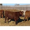 Image 3 : Kasdorff Land & Cattle - 13 Red 2nd/3rd Calvers (Pen 407 - 411)