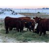 Image 2 : Kasdorff Land & Cattle - 10 Red 2nd/3rd Calvers (Pen 401 - 405)