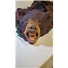 Image 2 : *Bear Rug - approx 54" wide and long, 4.5ft nose to toes