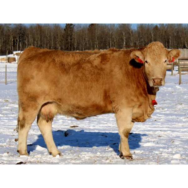 BL Gaboury Farms - 3 3rd/4th Calvers - Pen 2
