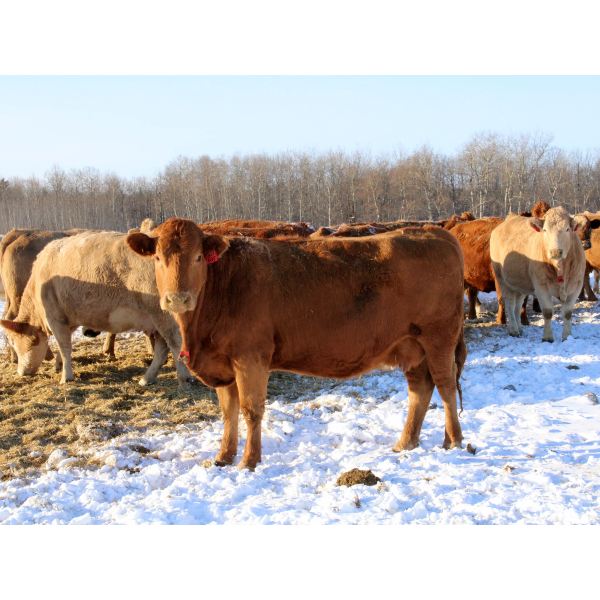 BL Gaboury Farms - 3 4th/5th Calvers - Pen 5