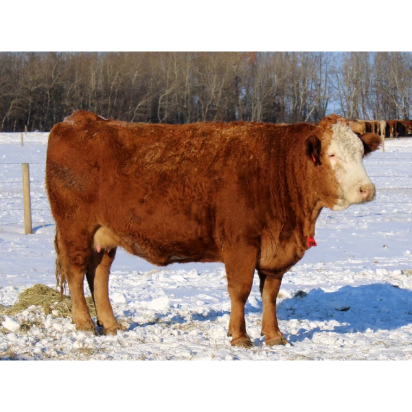 BL Gaboury Farms - 3 7th Calvers - Pen 10