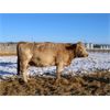 Image 3 : BL Gaboury Farms - 3 10th/11th Calvers - Pen 19