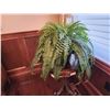 Image 1 : Large Silk Fern 20H x 11