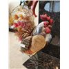 Image 4 : Two Metal Roosters 19" H