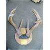 Image 1 : PAIR OF WHITE TAILED DEER ANTLERS