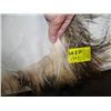 Image 2 : LONG HAIRED TANNED HIDE, GOAT?