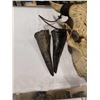 Image 2 : CARVED ANIMAL SKULL WITH HORNS