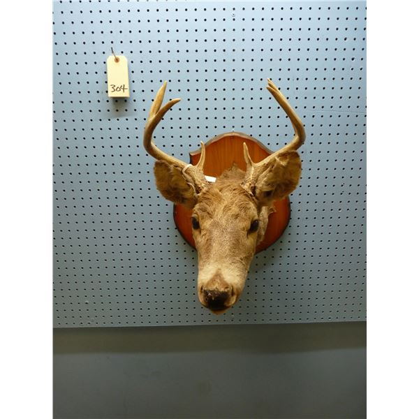 MOUNTED DEER HEAD